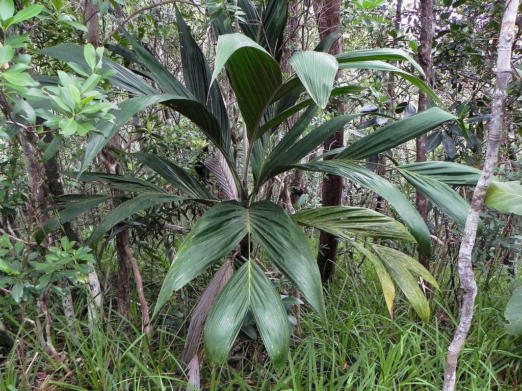 Basselinia pancheri Rare Palm